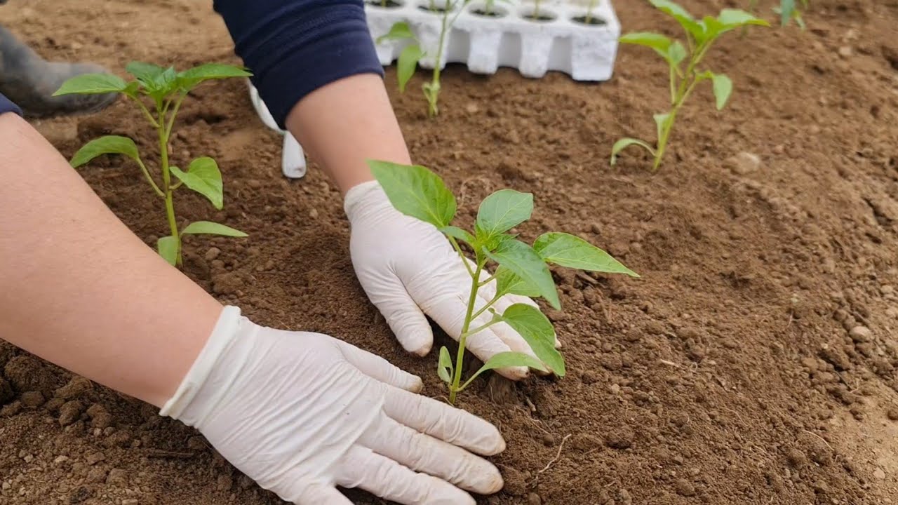 Соблюдайте эти условия – Как вырастить здоровую и качественную рассаду перца?