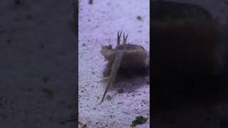 How the horseshoe crab recovered from its upside down position