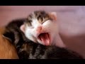 MUSIC THERAPY w/ Delta Waves To Calm Turbulent Pets ♥♥♥ Deep Sleep For Restless Animals 🎧 3H