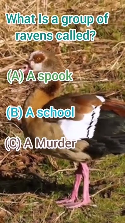 what Is a group of ravens called #shorts - YouTube