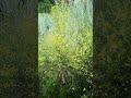 Osyris alba, commonly known as Osiris or Retama loca (Crazy Broom) in Spanish