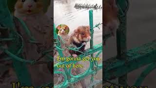 Hamster and his savior  #reaction  #pets  #recommended  #short  #funny