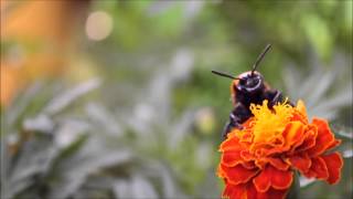 Scolia maculata Сколия гигантская