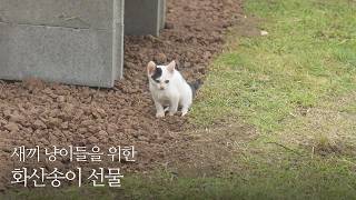 마당에 정착한 새끼 고양이를 위한 화산송이 3톤이 도착했다