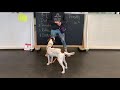 Online Dog Training