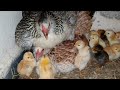 Two broody hen hatching chicks at same time || Friendly hen