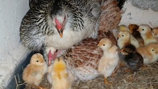 Two broody hen hatching chicks at same time || Friendly hen