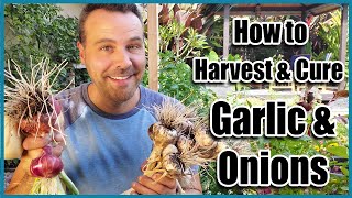How to Harvest Garlic and Onions