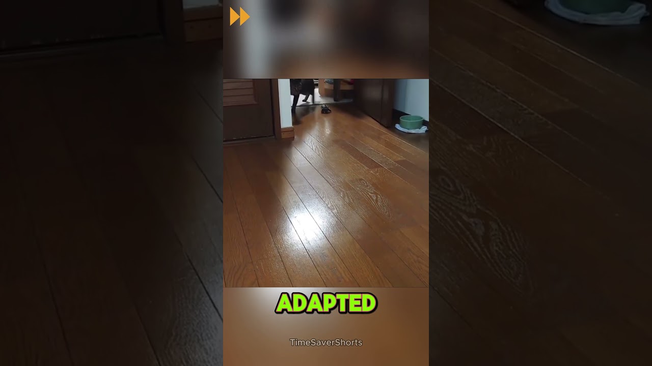 Skateboarding Turtle