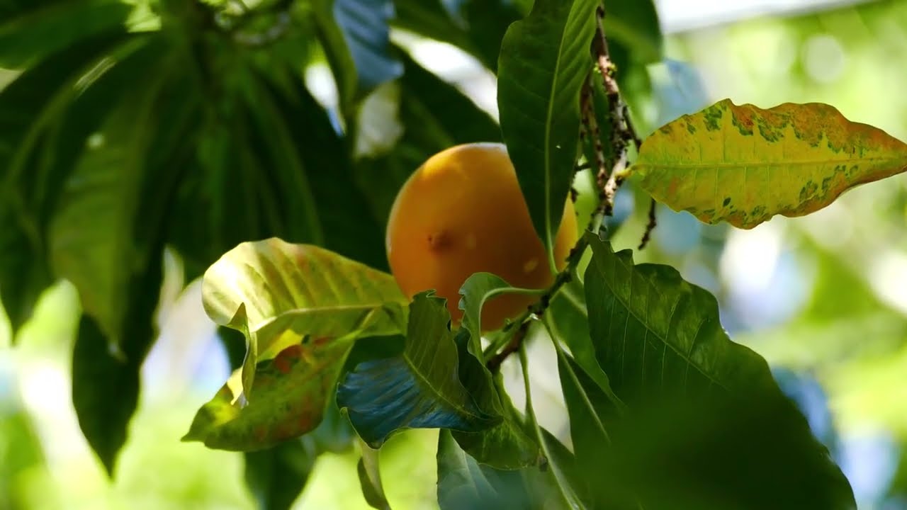ABIU - Pouteria caimito - Tropical Fruit Tasting - YouTube