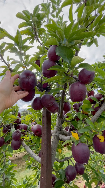 Rare Apples #applepicking  #appleharvesting