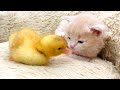 "Will you be my brother?" - the duck kisses the kitten