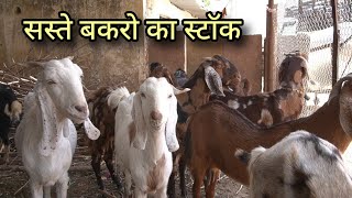 बकरों के खुदरा कारोबारी | ibt goat farm 8290288497  sirohi ajmeri gujri eid goat cutting goat