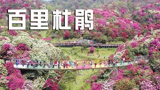 The Baili Rhododendron in Guizhou, a national 5A scenic spot, is too spectacular