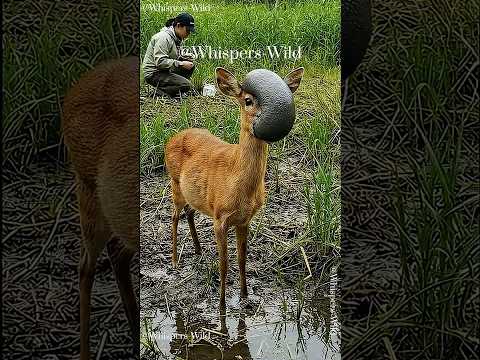Viral Animal Rescue Deer Helped By Stranger Animallife Animalrescue Wildanimals Wildlife Wild 