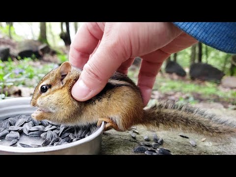 Fast Way To Make Friends With Wild Baby Chipmunks