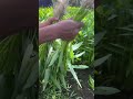 Waktunya panen kangkung#farming#forageharvest#homegarden#gardening#harvesttime#easyfarming#fyp