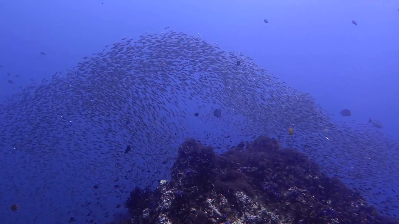 Similan islands Predators hunting. Diving Similan Islands, Part III.