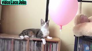 Kucing Vs Balon, Kucing kaget Lucu Banget !