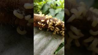 Avispa Parásita Apanteles Sobre Larva De Caligo Memnon