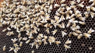 Beegate 20210528