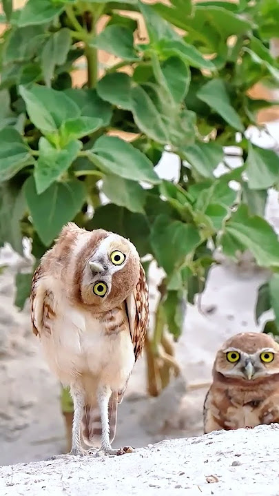 Tertawa Bersama Burung Hantu: Aksi Memutarkan Kepala yang Lucu #burunghantu #wildlife #momenlucu