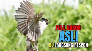 Suara Burung Kutilang Gacor Garuda Memanggil Lawan