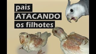 Calopsitas arrancando as penas dos filhotes? o que fazer?