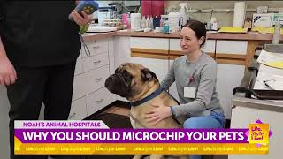 May is National Chip Your Pet Month