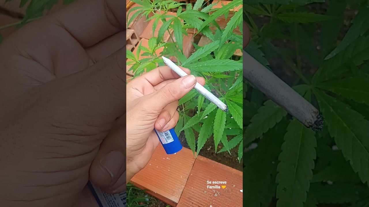 Natural Sativa Top🌍🌵