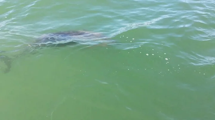 Porpoises playing around our boat