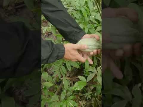 Video: Soursop Meyve Faydaları - Soursop Ağaçları Nasıl Yetiştirilir