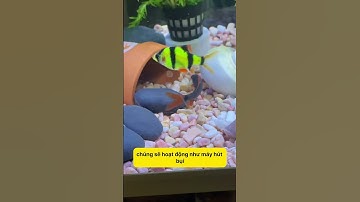 Tại Sao Cá Chuột Thái Là Lựa Chọn Hoàn Hảo Cho Hồ Cá Của Bạn? #notashopvn #tuanaquarium #fish #fyp