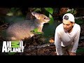 ¡Conoce a los duendes del bosque! | Wild Frank: Tras la evolución de las especies | Animal Planet