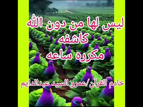 ليس لها من دون الله كاشفه مكرره ساعه خادم القرآن عمرو السيد عبدالدايم