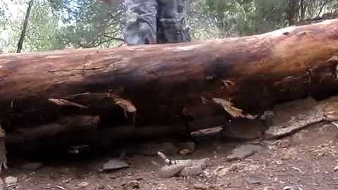Rattlesnake hiking safety video