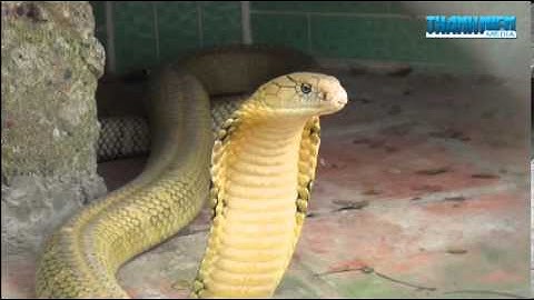 Trại rắn Đồng Tâm - Tiền Giang