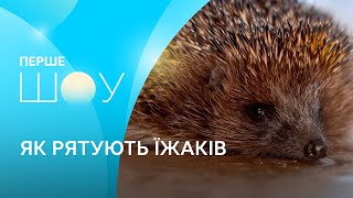 «Наша ціль - допомога їжакам в міських умовах» - як з’явилась перша приватна їжарня