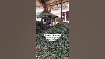 Pembuatan Silase Daun Singkong Silase PakanTernak FermentasiPakan PeternakanSukses Anakpetani 