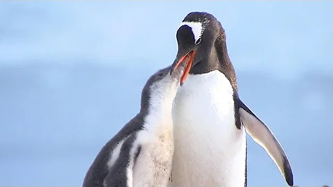 Tourists help Antarctica climate change research