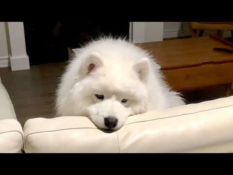 My <strong>dog</strong> is <strong>very</strong> disappointed when the owner is too busy and can&amp;#39;t play with her