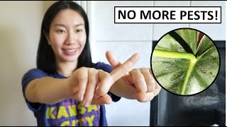 Nursery Owner Shares His Secrets: EASIEST & CHEAPEST Way to Get Rid of Spider Mites And Other Pests