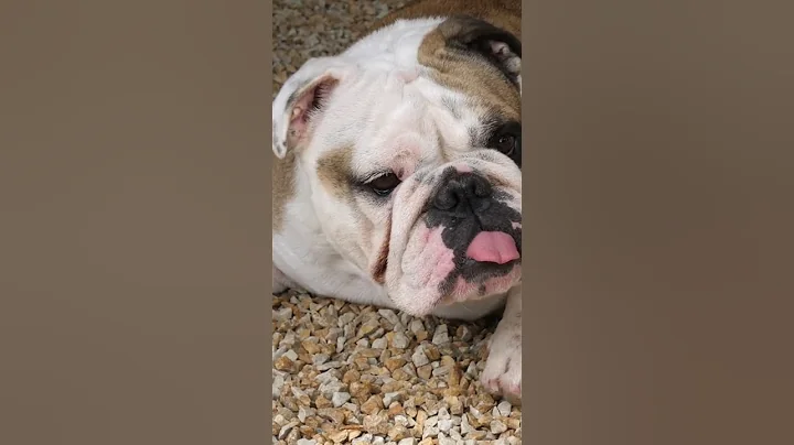 Fun Facts about Bulldogs! #youtubeshorts #youtube