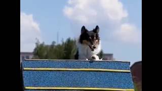 Nessie - 1st & 2nd agility tryouts for AWC and EO by Peťa Nováková 479 views 7 years ago 3 minutes, 14 seconds