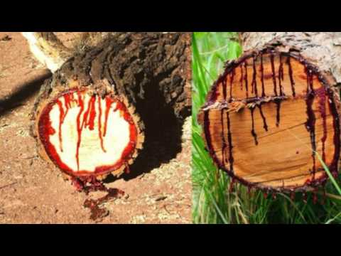 Video: Pterocarpus Angolensis - Pohon Yang Berdarah - Pandangan Alternatif