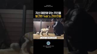 자신 때문에 우는 주인을 발견한 16살 노견의 반응 #shorts #강아지