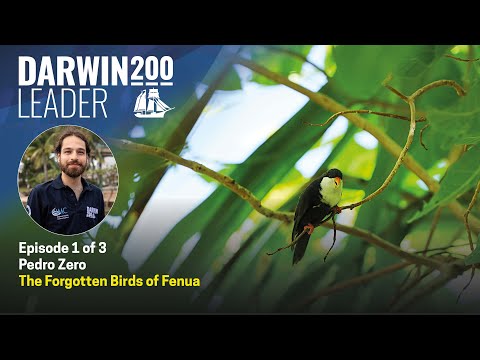 The forgotten birds of Fenua - by Pedro Zero - Episode 1