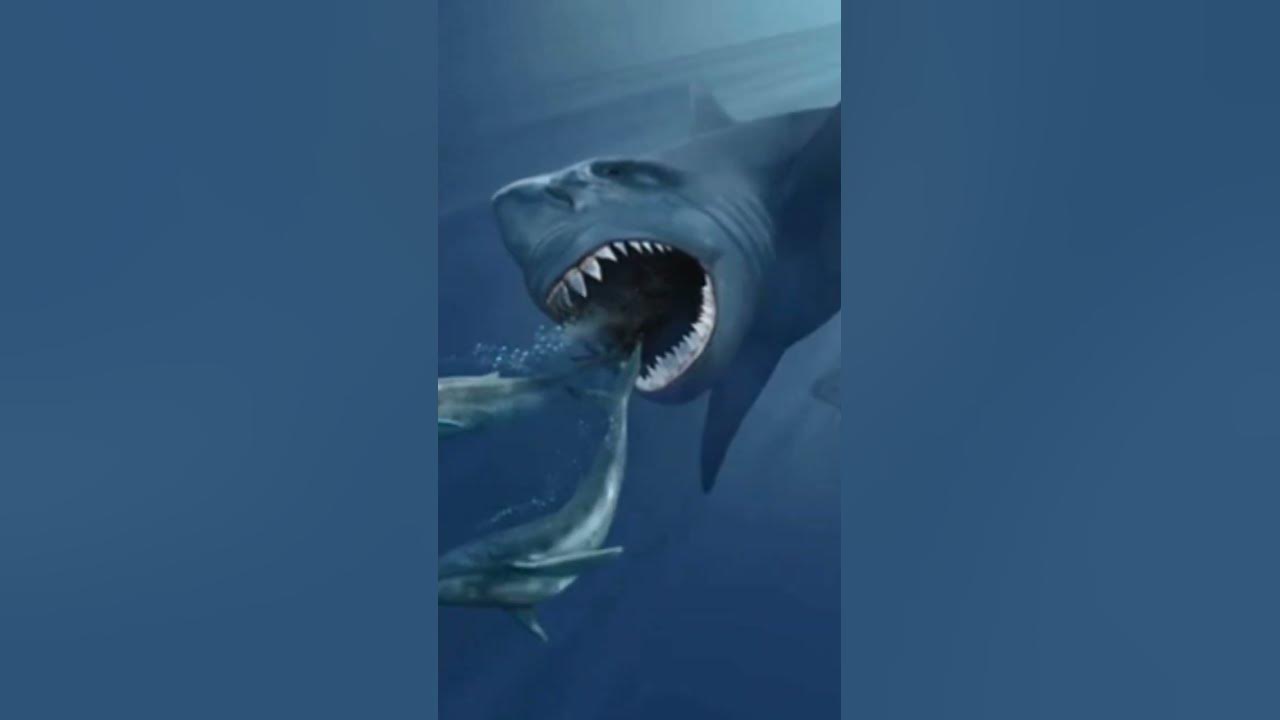The Diet Of Megalodon Sharks - YouTube