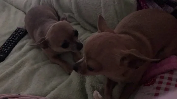 Chihuahuas arguing