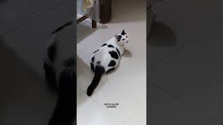 চিকনি চামেলি মিঠাই।😒 #cat #animallife #miki